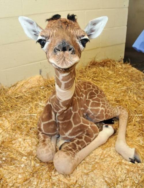 39 Photos De Bebes Girafes Qui Vont Vous Donner Le Sourire Pour La Journee