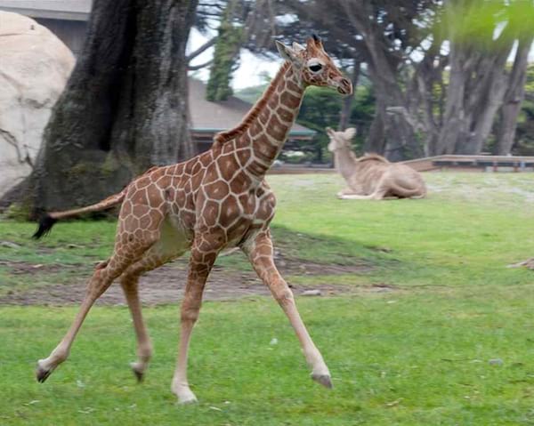 Girafe qui court sur du gazon
