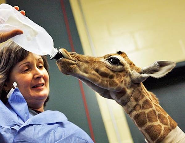 39 Photos De Bebes Girafes Qui Vont Vous Donner Le Sourire Pour La Journee