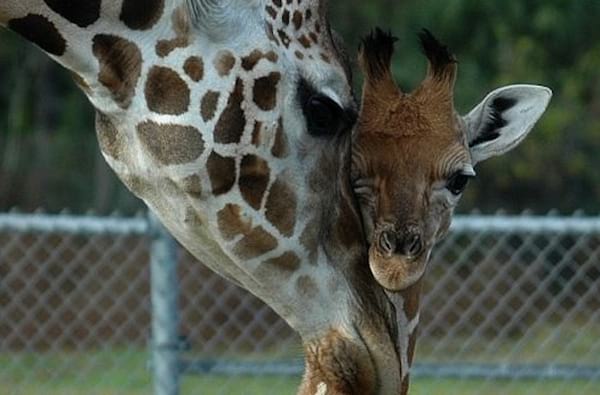 Une girafe maman proche de son enfant