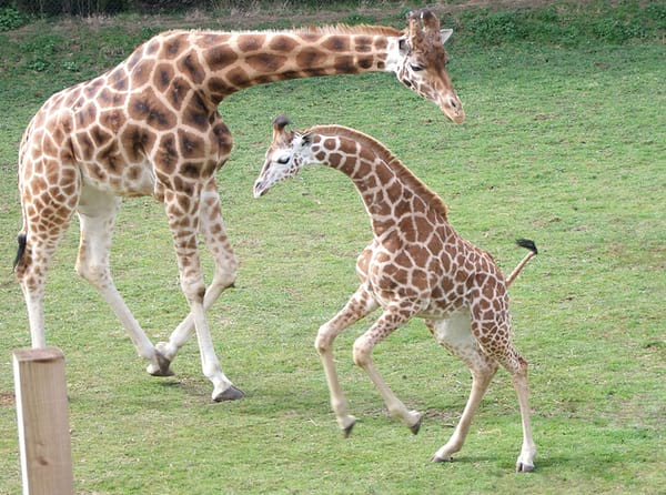 Girafe adulte et bébé qui s'amusent
