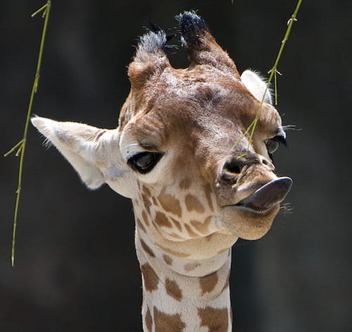 39 Photos De Bebes Girafes Qui Vont Vous Donner Le Sourire Pour La Journee