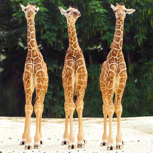 Trois girafes bébés alignées
