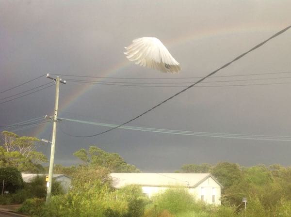 Un oiseau qui bat des ailes devant un arc en ciel en arrière plan