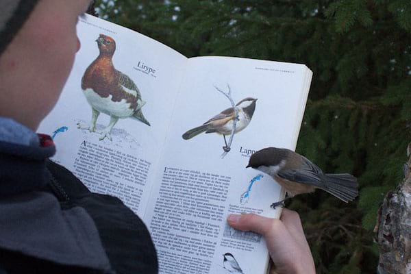 Oiseau posé sur le livre blanc