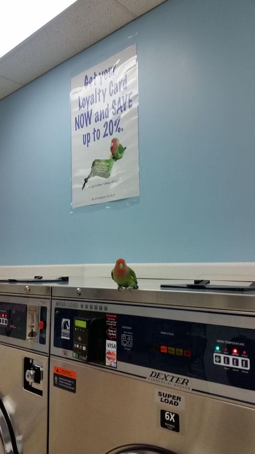Perroquet sur une machine à laver