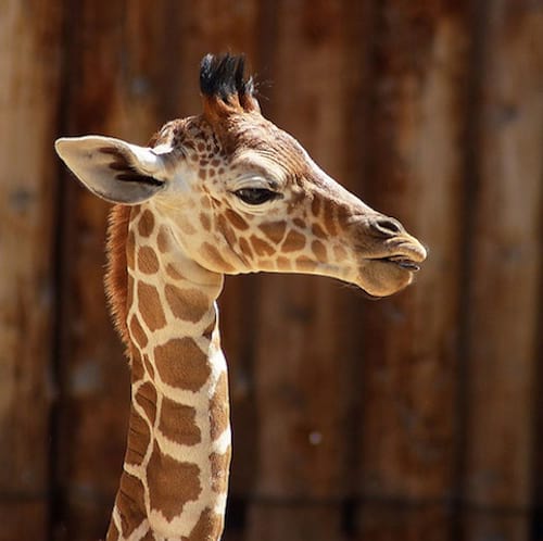 39 Photos De Bebes Girafes Qui Vont Vous Donner Le Sourire Pour La Journee