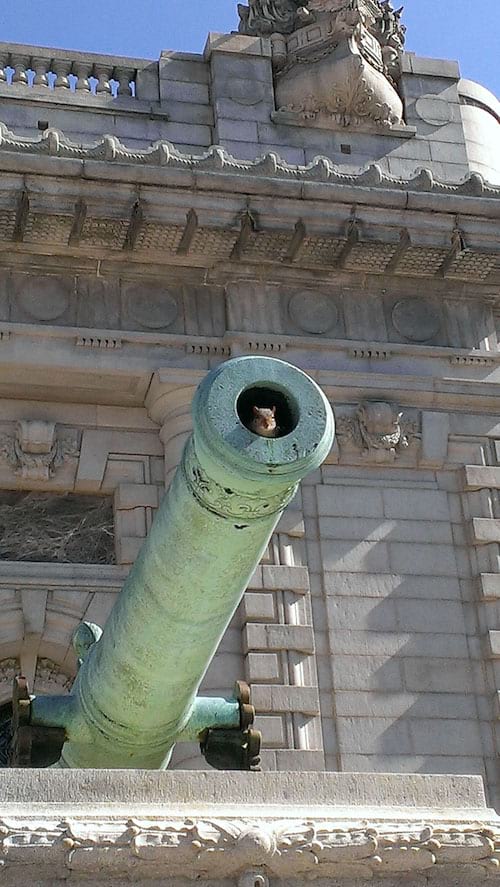 Rongeur dans un ancien canon vert