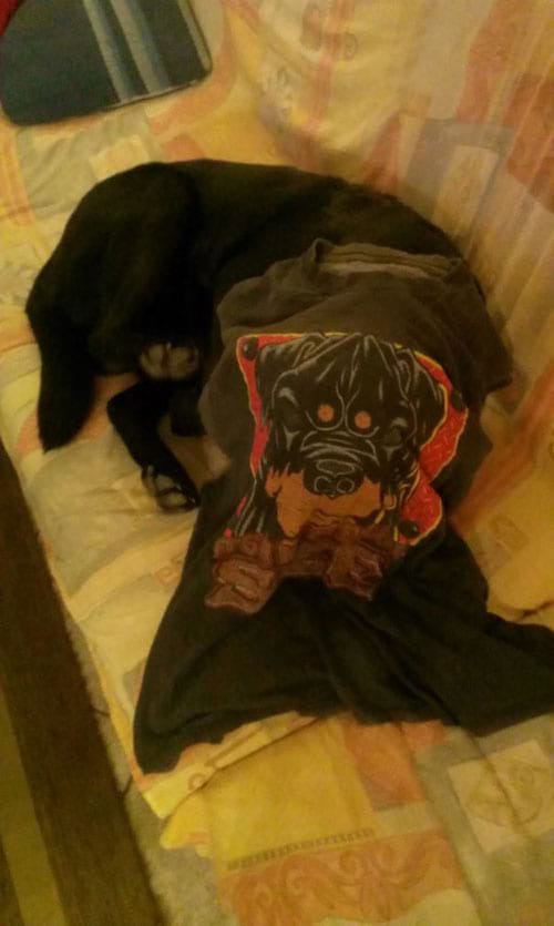 Chien couché sur un canapé avec un tee-shirt sur la tête