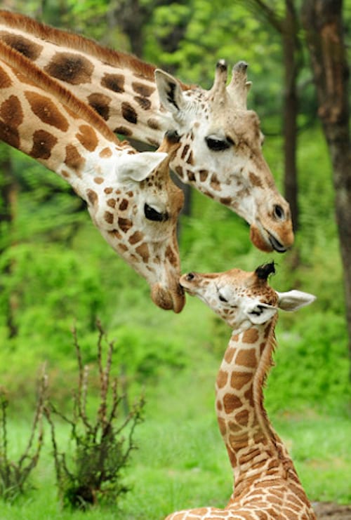 Des parents girafes avec leur petit