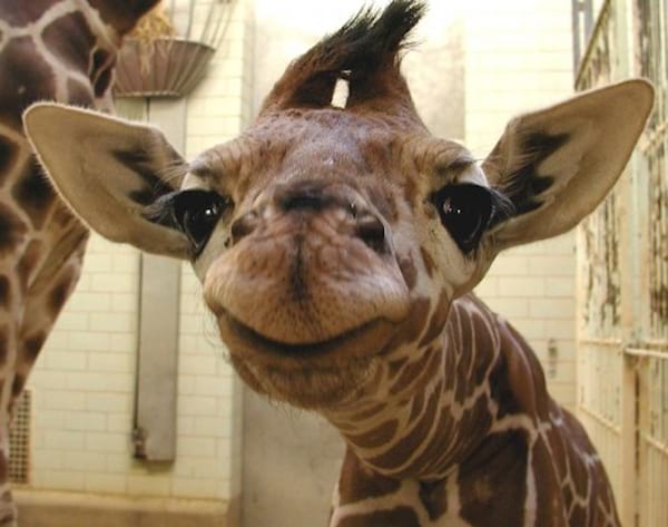 39 Photos De Bebes Girafes Qui Vont Vous Donner Le Sourire Pour La Journee