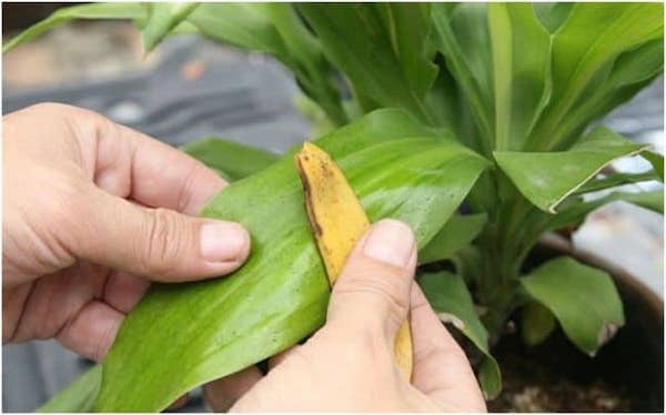 nettoyer les feuilles de plantes vertes avec banane