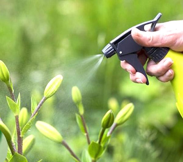 recette spray à l'ail anti puceron