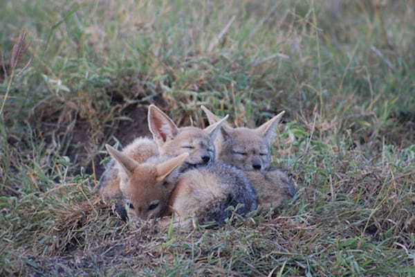 Trois renard posés sur de l'herbe