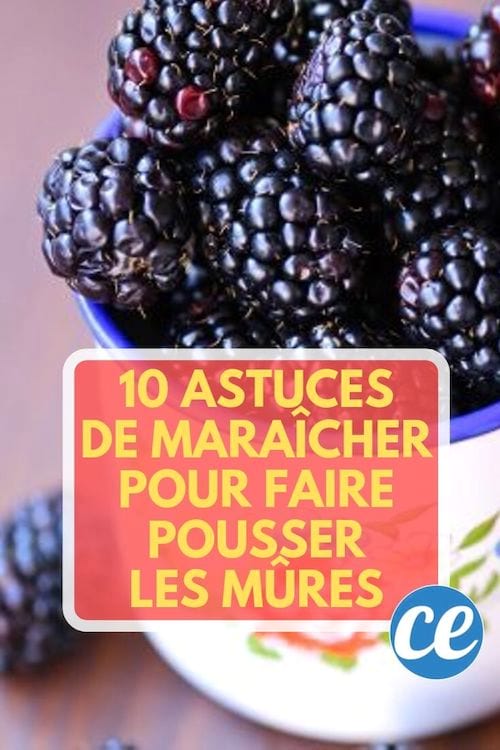 Découvrez les 10 astuces secrètes de maraîcher pour faire pousser des belles mûres.