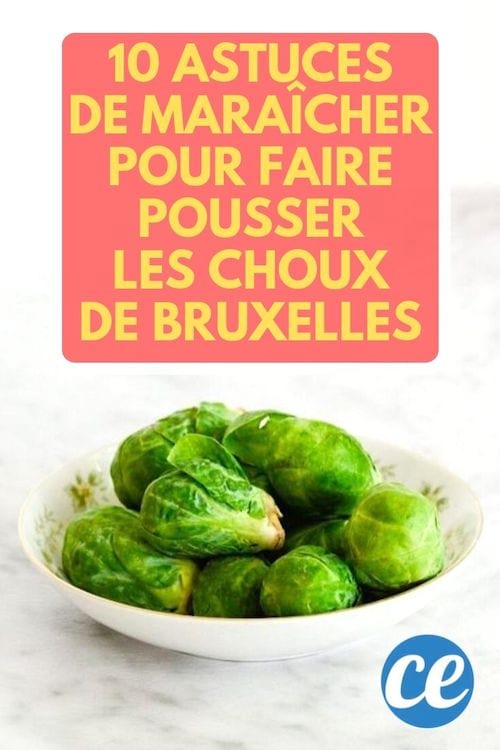 Découvrez les 10 astuces secrètes de maraîcher pour faire pousser de magnifiques choux de Bruxelles.