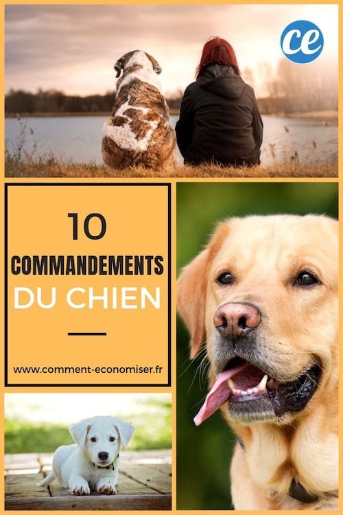 Les 10 commandements du chien