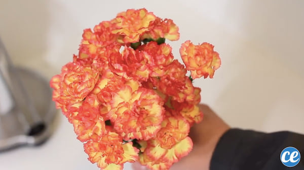 Les fleurs se conservent plus longtemps avec du vinaigre de cidre.