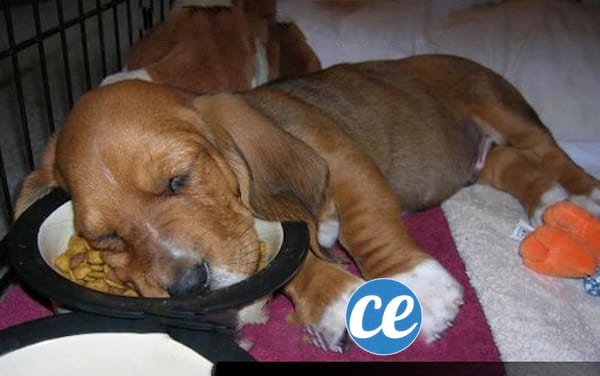 Chiot marron qui dort avec la tête dans sa nourriture