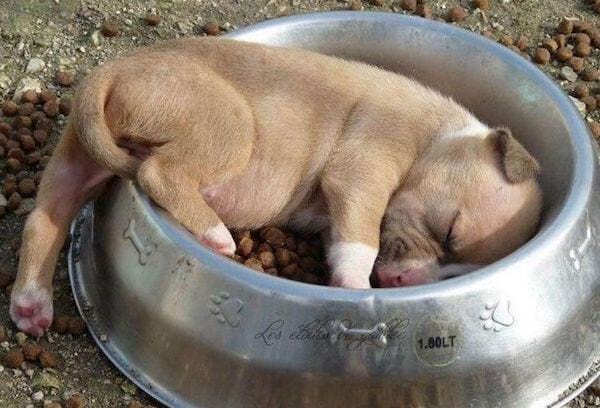 Un chien marron endormi dans sa gamelle dehors