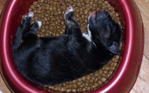 Chien noir qui s'est endormi dans sa gamelle pleine de nourriture