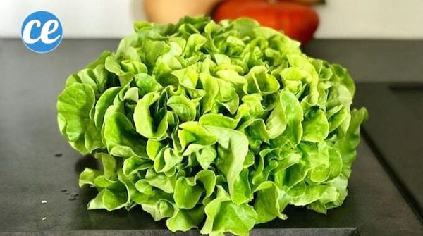 comment bien laver une salade verte pour enlever les pesticides
