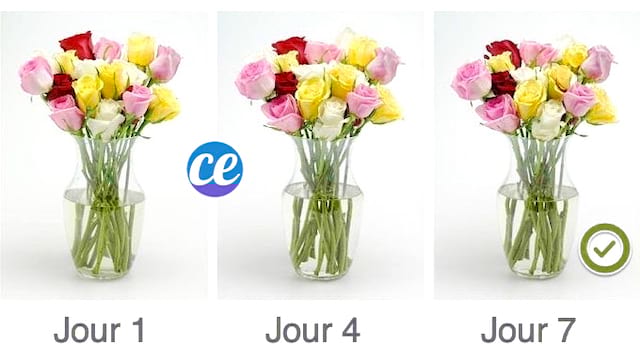 Comment faire durer un bouquet de fleurs coupées 1 semaine facile