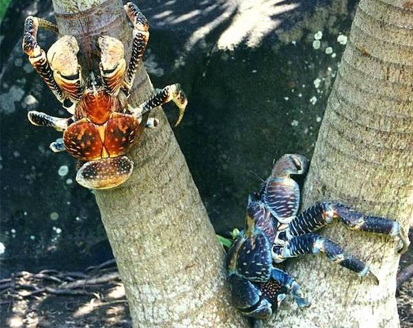le crabe de cocotier animal géant
