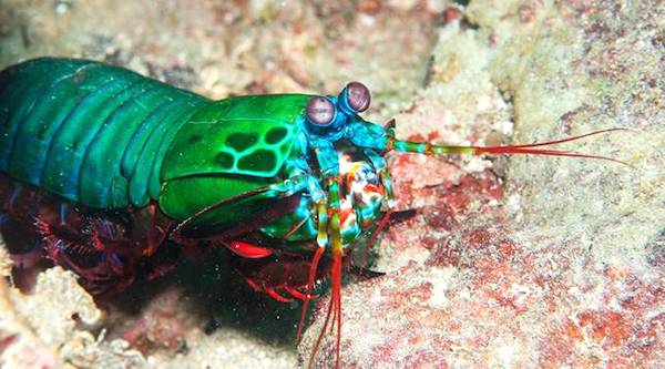 crevette verte très étrange