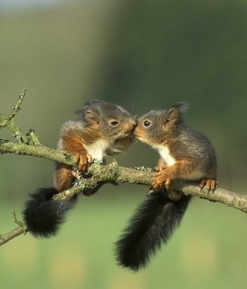 Deux petits écureuils proche sur une fine branche