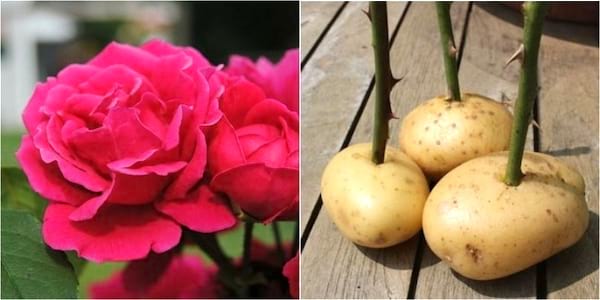 comment faire une bouture de rosier