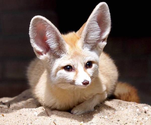 fennec avec grandes oreilles