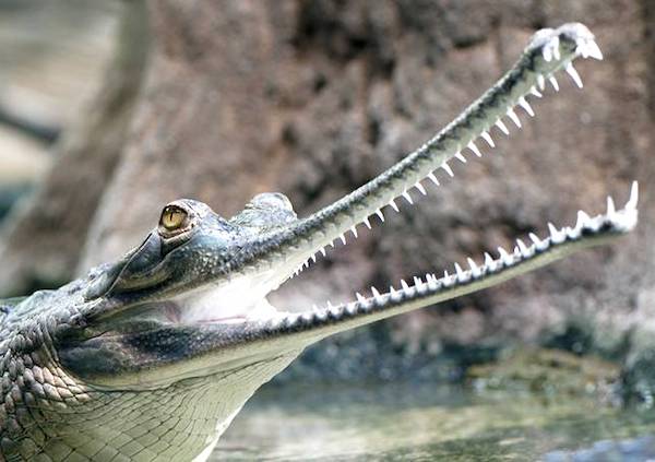 gavial avec son long museau