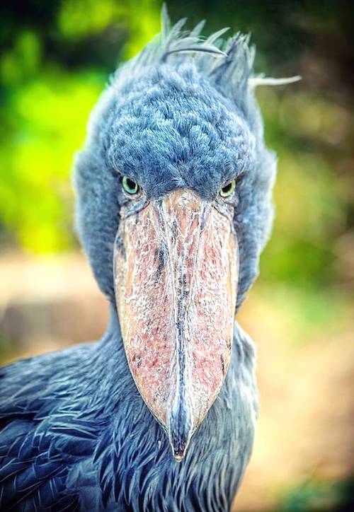 oiseau étrange bec en sabot du nil