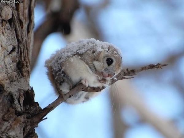 Petit animal blanc sur une branche avec de la neige