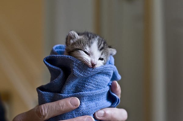 Tout petit chat gris dans une serviette bleue