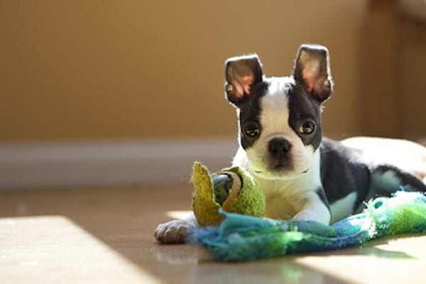 Petit chiot noir et blanc avec une balle de tennis