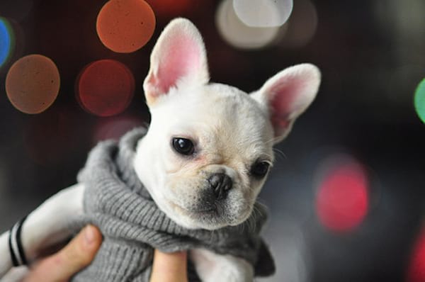 Petit chiot blanc vêtu d'un pull gris