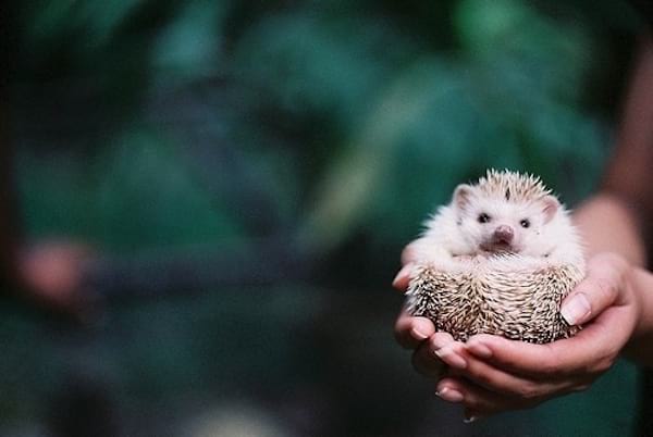 Petit hérisson entre deux mains