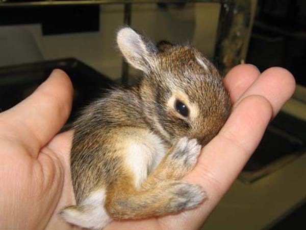 Tout petit lapin nain dans une main