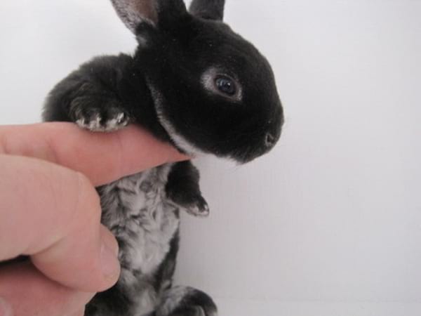 Tout petit lapin nain noir