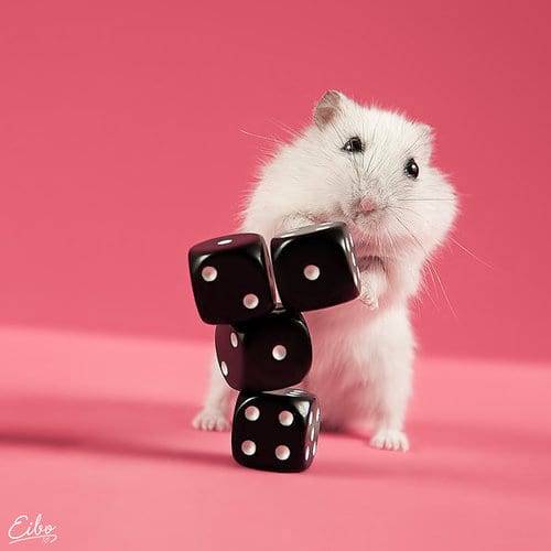 Petit rongeurs blanc devant plusieurs dés noir sur un fond d'image rose