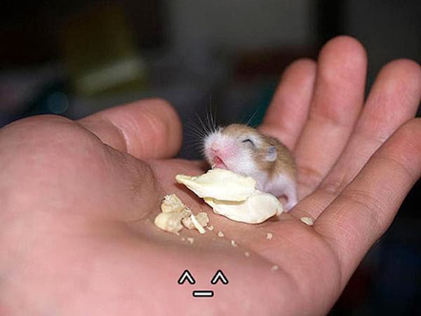 Minuscules souris qui mange dans une paume de main