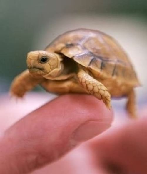 Toute petite tortue clair sur un doigt