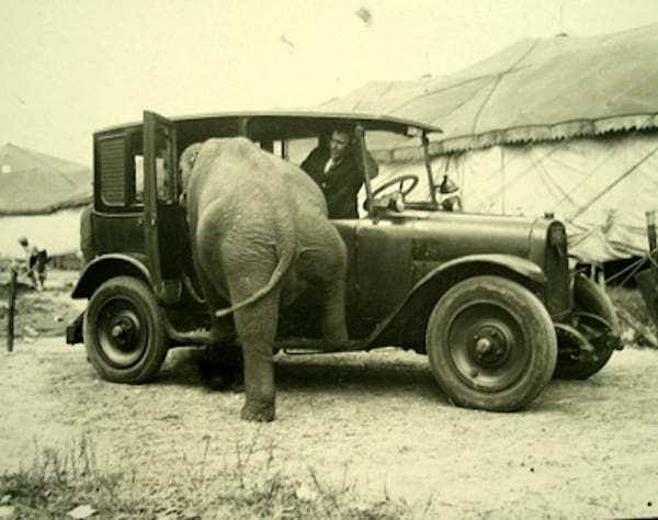 Eléphant rentrant dans une ancienne voiture noir