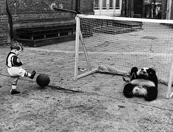 Petit garçon tirant dans un ballon vers une cage avec un panda au sol