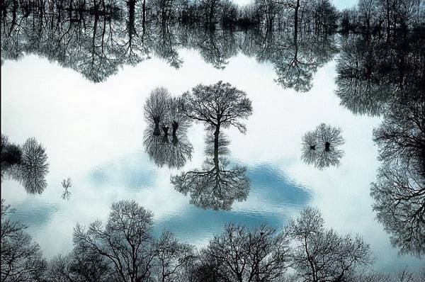 Reflet des arbres sans feuilles sur l'eau 