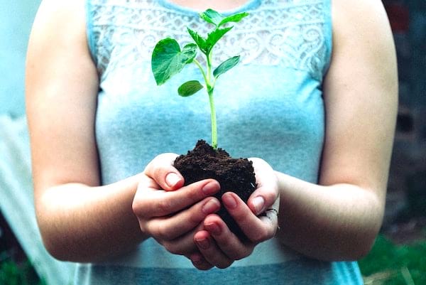 Pour sauver la planète, plantez un arbre.