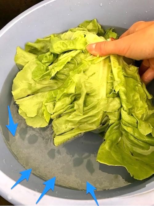 pourquoi faut-il bien laver une salade verte