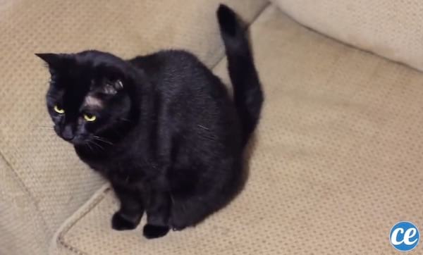 Utilisez du vinaigre blanc pour empecher votre chat de monter sur le canapé